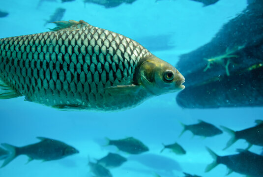 Close up Java Barb or Silver Barb Swimming Underwater