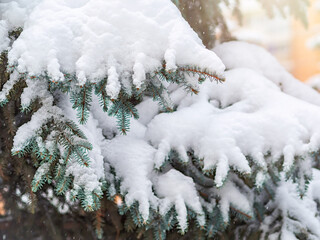Snow on green spruce branches during snowfall