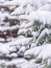 Snow on green spruce branches during snowfall