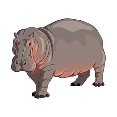 hippopotamus