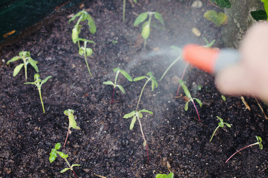Man holding a working garden hose, spraying newly planted seedlings with a generous amount of water.