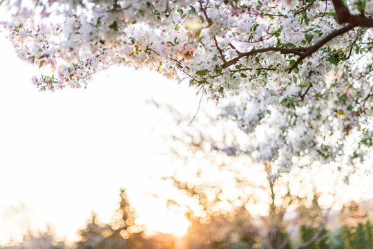 The setting sun on a tranquil spring evening framed by blooming trees.