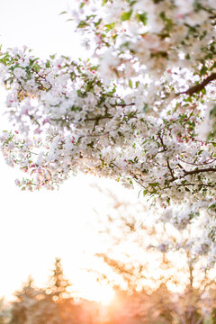 The setting sun on a tranquil spring evening framed by blooming trees.