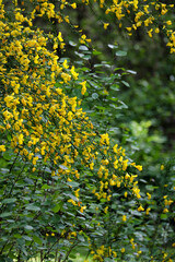 bright yellow wild flowers on hanging branches