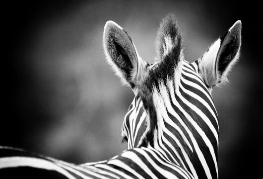 Zebra and horsehair