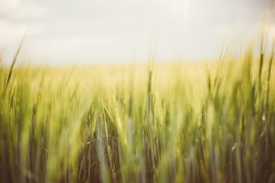 Scene with green cereal field at spring ideal for a wallpaper picture