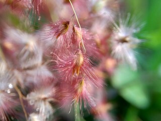 Imperata Cylindrica flower (also called cogon grass or kunai grass) with a natural grass. Indonesian call it as ilalang or alang-alang.