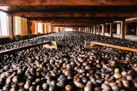 nutmeg drying on wooden shelf