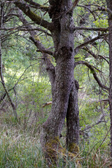 two tree trunks that have twisted and intertwined