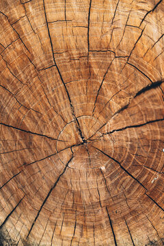 detail circles in the wood