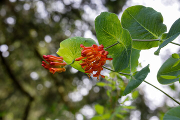 two groups of blooming honeysuckle buds on blurred background