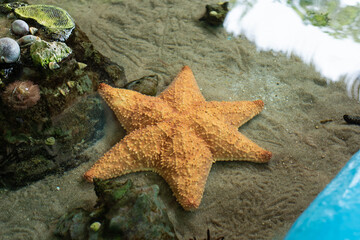 Starfish