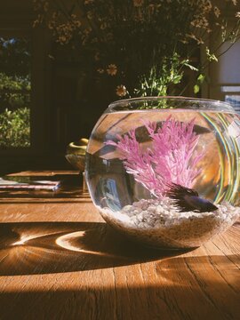 Beta fish swimming in fish bowl in pretty light