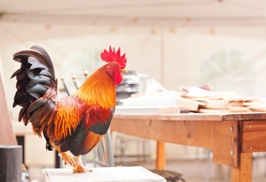 Handsome rooster in a farmhouse