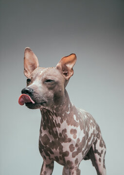 hairless terrier licking air