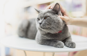 A hand is petting an English short blue cat lying on the table 