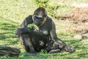  and child eating greens