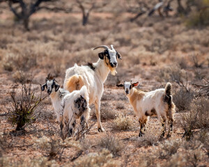 Feral Goats (Capra hircus) -  now causing environmental damage, in areas where numbers are not controlled, due to overgrazing