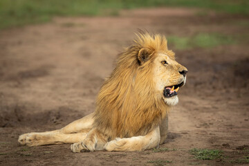 Male lion lying in the road in Serengeti in Tanzania