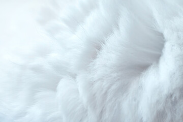 white long cat hair close up