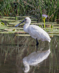 Royal Spoonbill (Platalea regia) standing in a lily pond - NSW, Australia