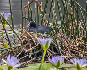 Eurasian Coot (Fulica atra) sitting on its nest - NSW, Australia