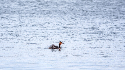 The water bird Great crested Grebe, Podiceps cristatus, swimming in the lake, and its cute babies riding on its back