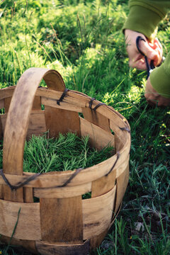 Picking rosemary and thyme herbs