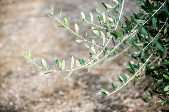 Olive Greens in Bokeh
