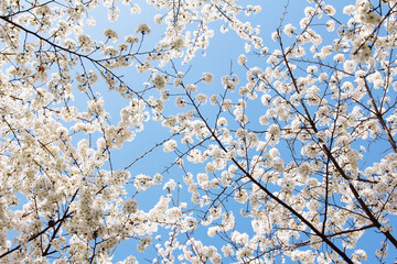 White cherry blossom with blue sky background