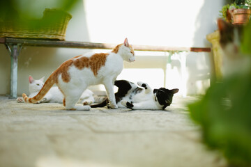 A fight in a gang of cats in garden