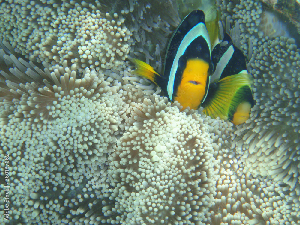 Wall mural clark's anemonefish in bandos island resort of moldives