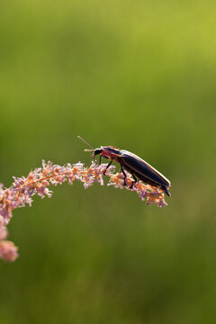 Lightning Bug Macro on a Flowering Plant