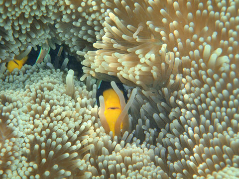 Clark's anemonefish in Bandos Island Resort of  Moldives