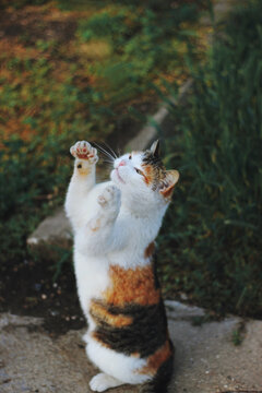 Adorable cat standing on her feet