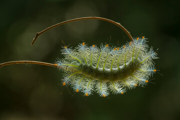 close up of caterpillar on a branch