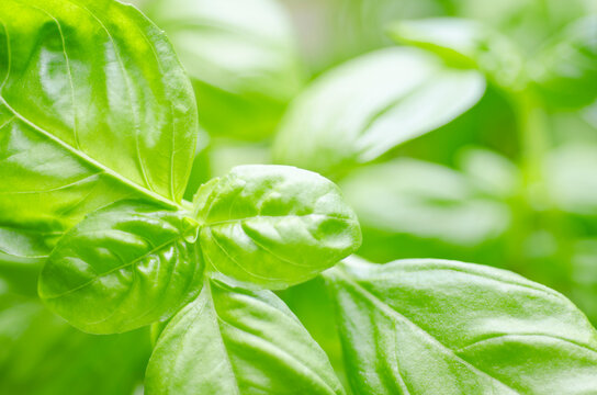 fresh basil