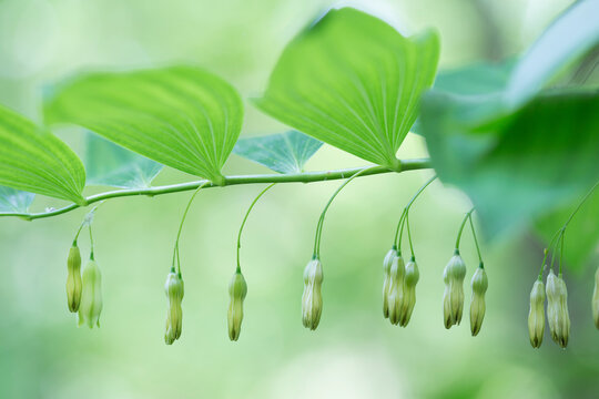Solomon's Seal wildflower in soft light
