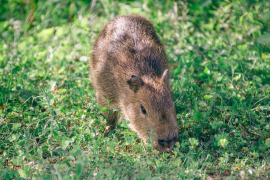 Capybara offspring on grass field