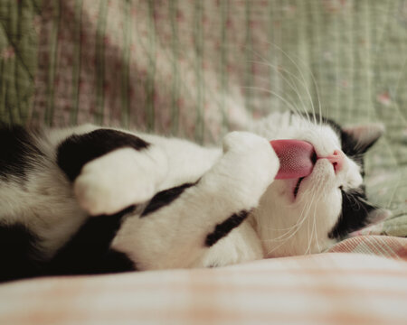 Close-up of cat laying on sofa and licking his paw: focus on the tongue