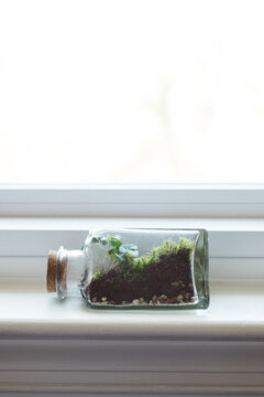 A tiny terrarium with a cork stopper sits on a window sill.