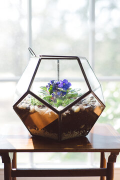 An African Violet sits inside a geometric glass container in front of a window.