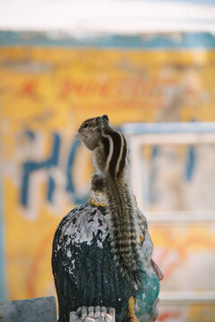 chipmunk sitting on a statue