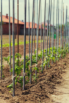Tomato seedlings