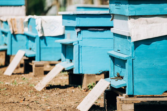 Blue painted wooden beehives