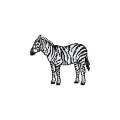 Zebra