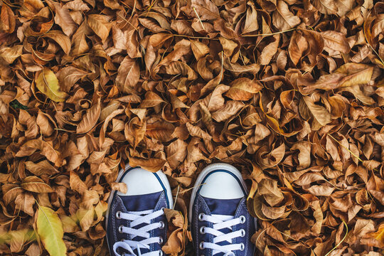 Blue Canvas Shoes On Dry Autumn Leaves