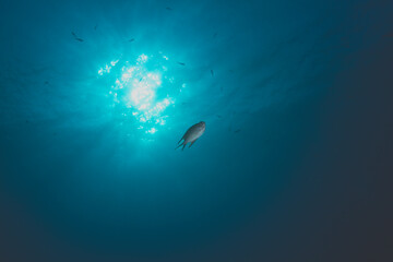 One Damsel fish separated from her school, alone in the sea