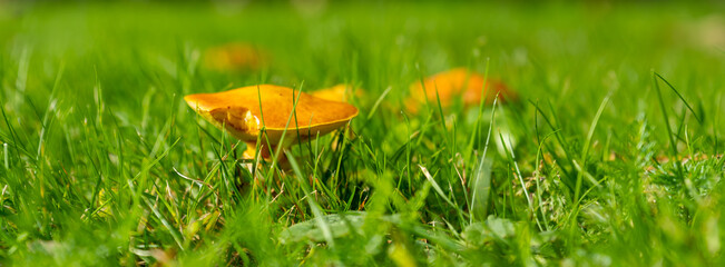 Banner with autumn edible yellow boletus mushrooms on a green lawn in the yard
