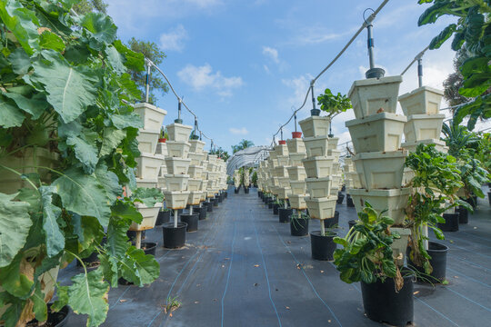 Hydroponic Farming